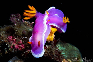 Hypselodoris Apolegma Mating and Laying Eggs That Are Bei... by Laurie Slawson 
